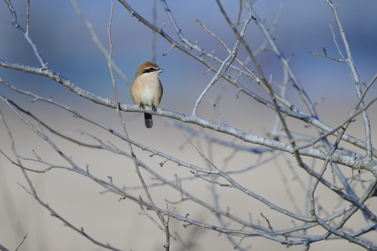 ťuhýk hlavatý - ML647127050