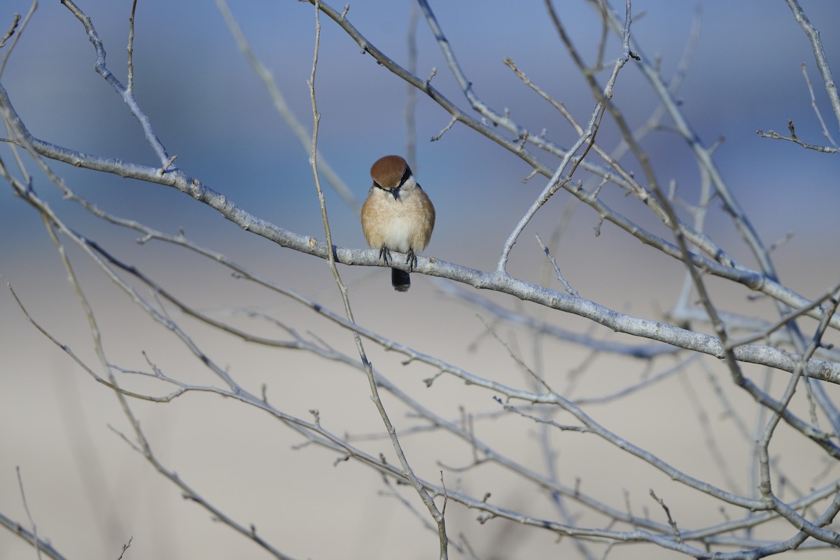 ťuhýk hlavatý - ML647127051