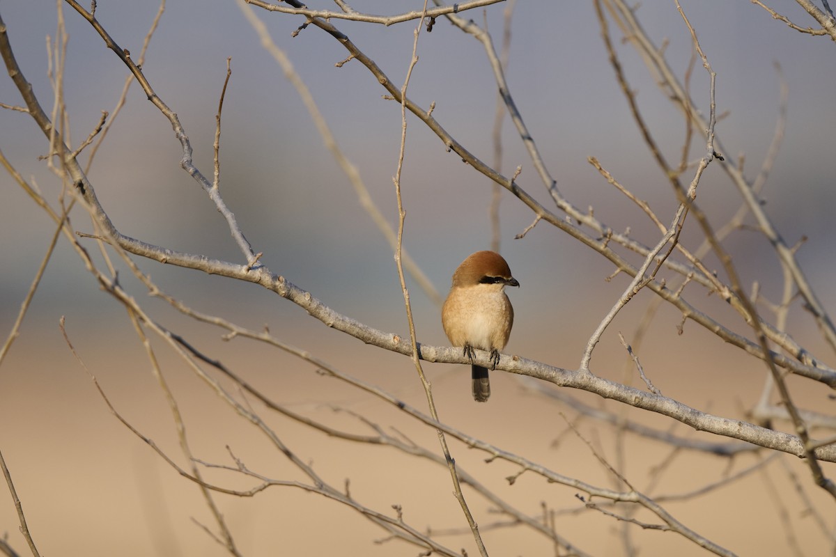 ťuhýk hlavatý - ML647127052