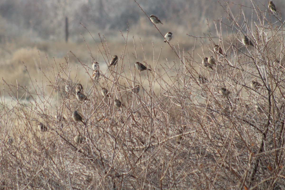 House Sparrow - ML647127059