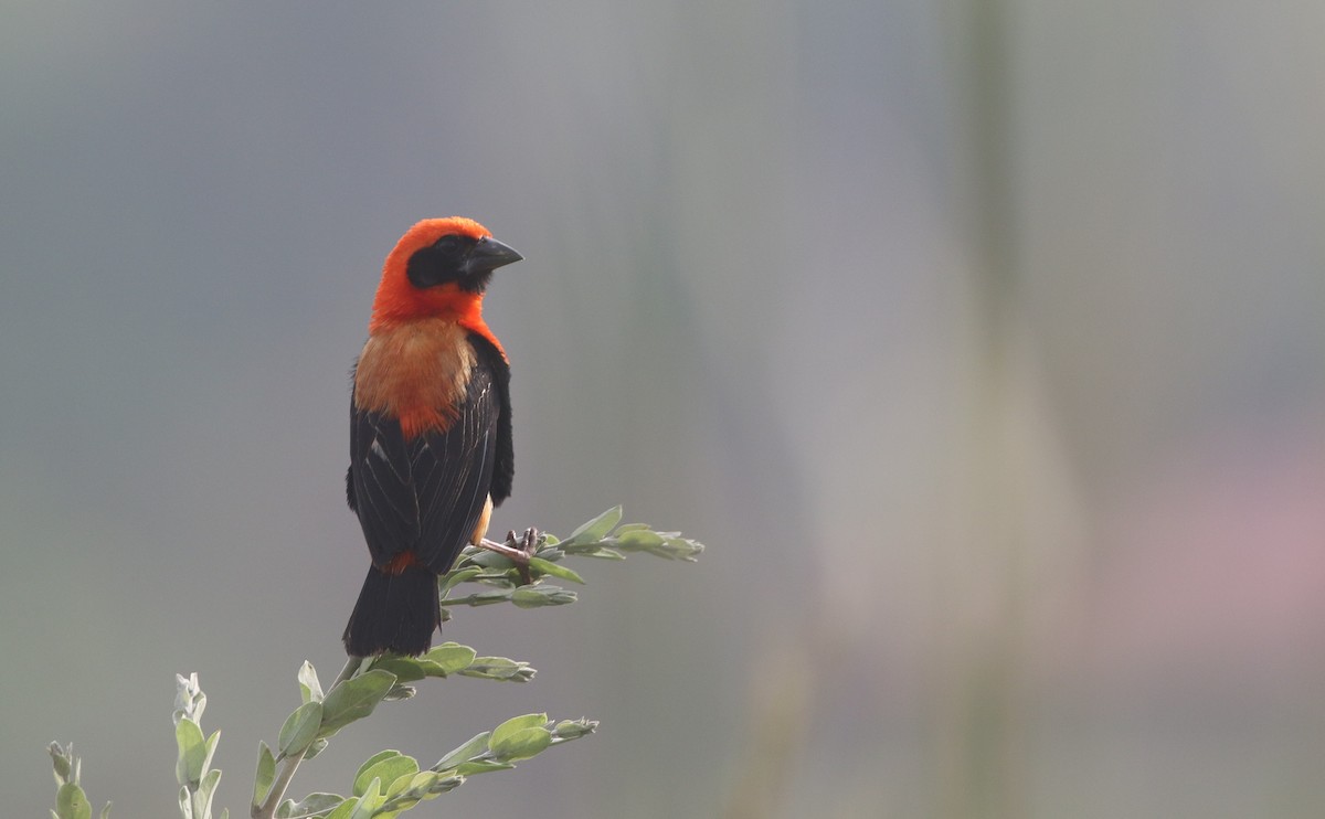 Black-winged Bishop - ML647127061
