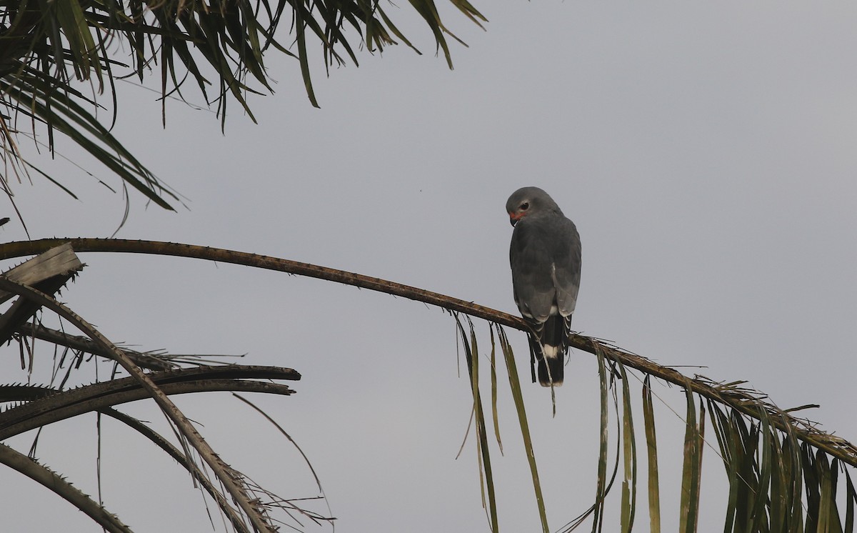 Lizard Buzzard - ML647127065