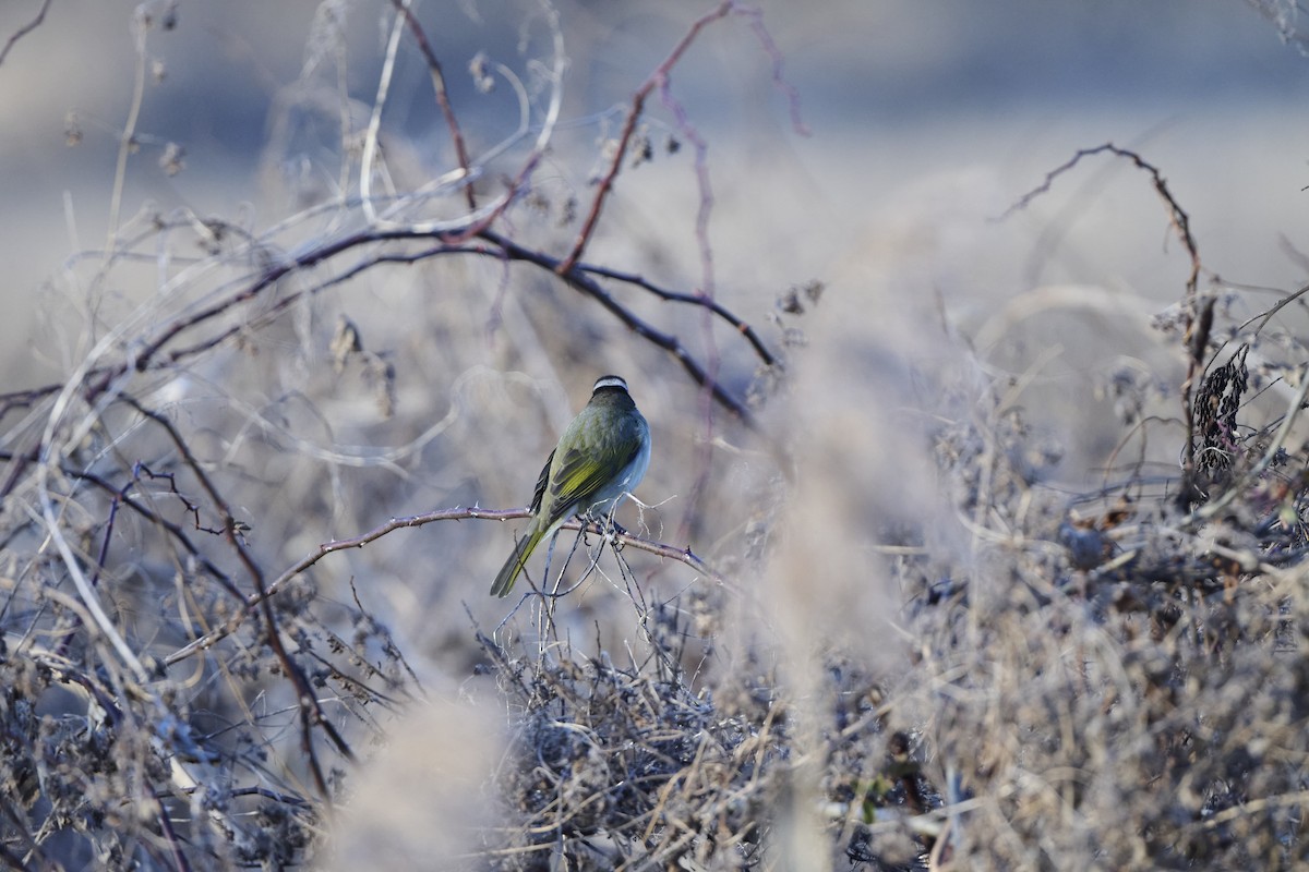 Light-vented Bulbul (sinensis) - ML647127066