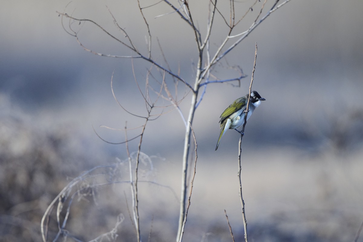 Light-vented Bulbul (sinensis) - ML647127067