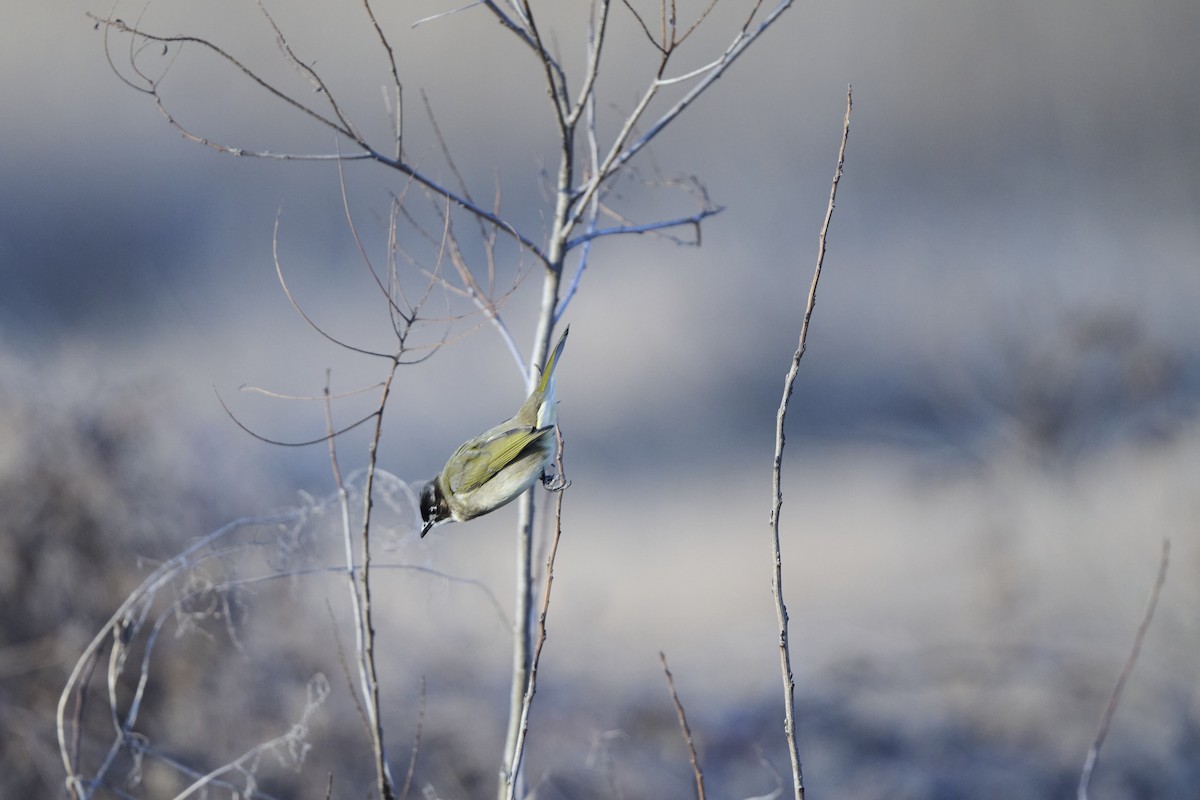 Light-vented Bulbul (sinensis) - ML647127068