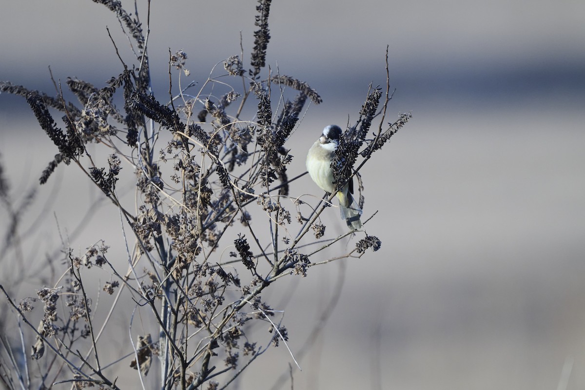 Light-vented Bulbul (sinensis) - ML647127072
