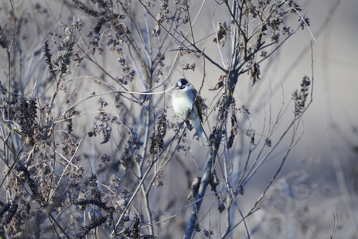 Light-vented Bulbul (sinensis) - ML647127073
