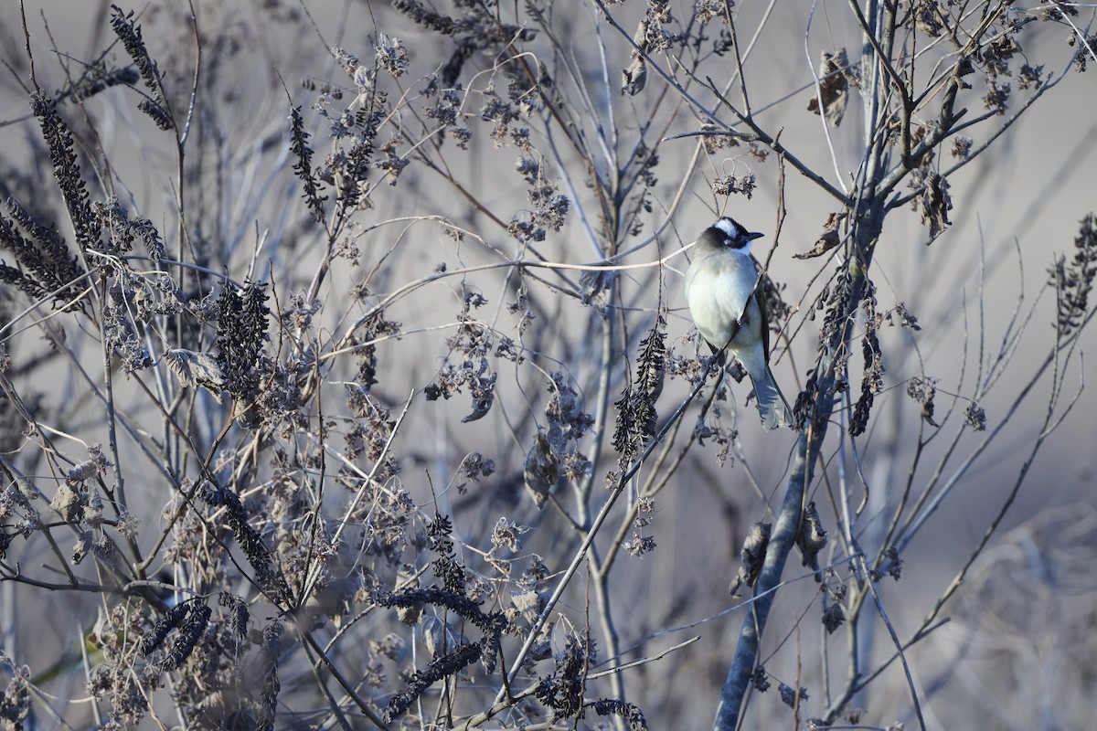 Light-vented Bulbul (sinensis) - ML647127074