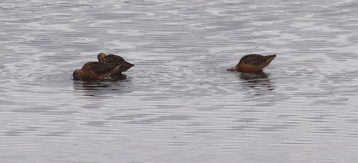 חרטומנית ארוכת-מקור - ML647127075