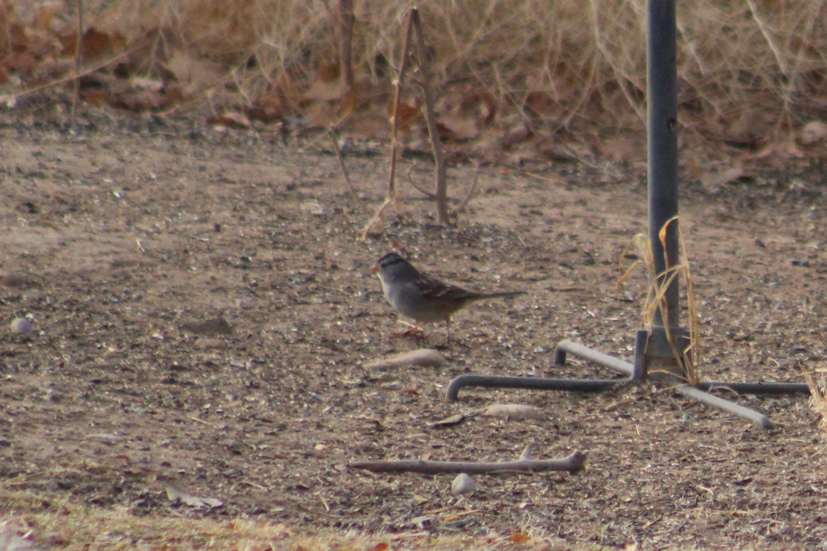 White-crowned Sparrow - ML647127076