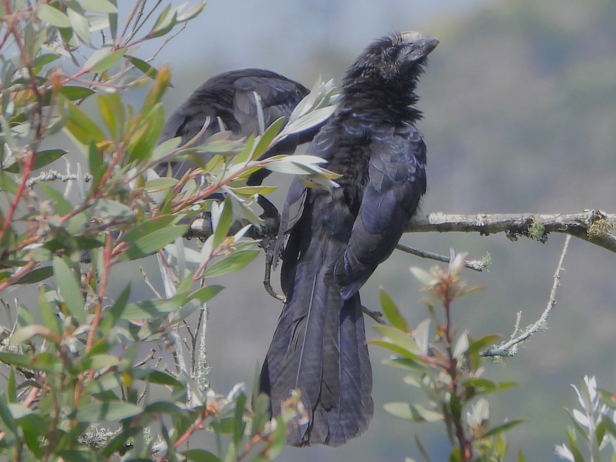 Smooth-billed Ani - ML647127077