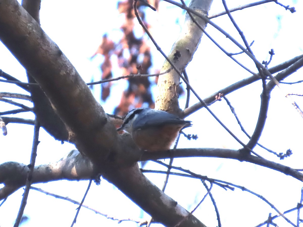 Red-breasted Nuthatch - ML647127078