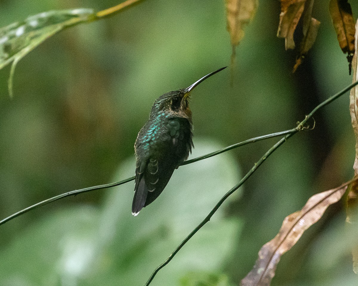 Band-tailed Barbthroat - ML647127079