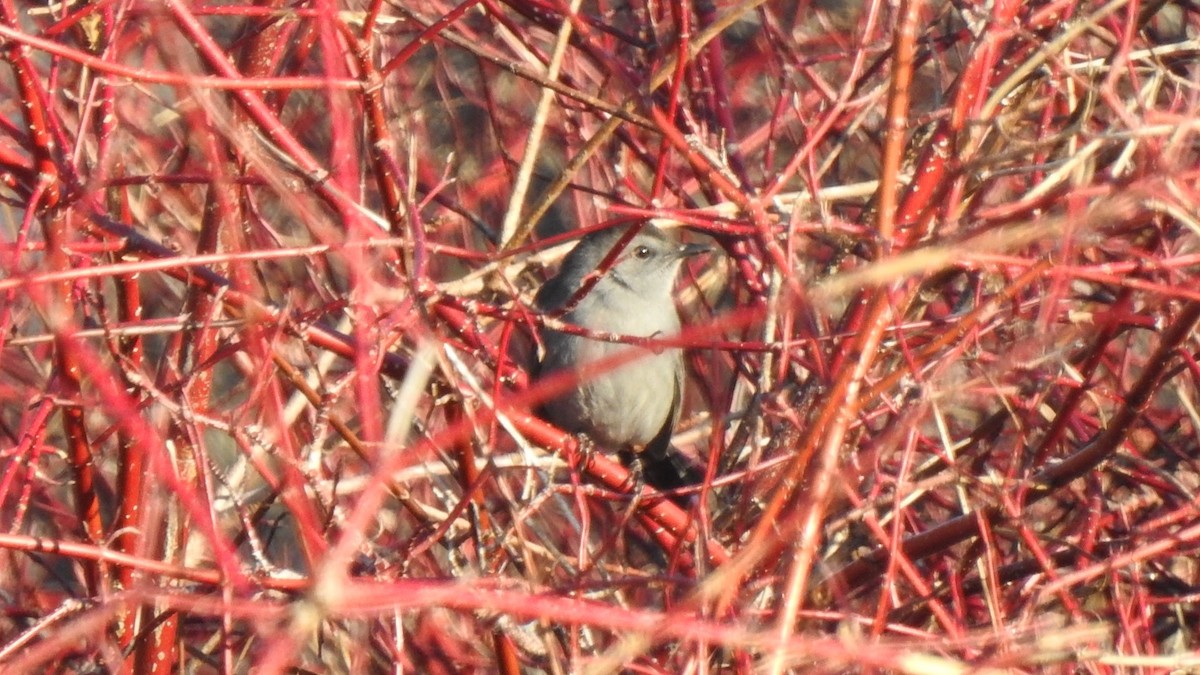 Gray Catbird - ML647127080