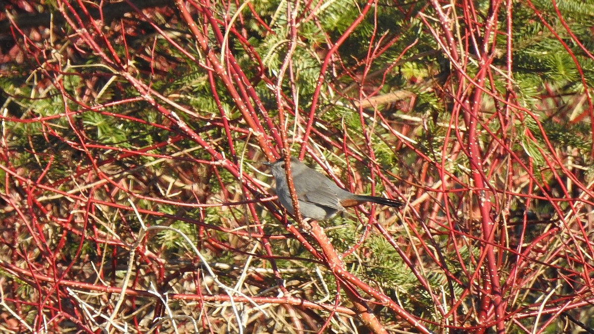 Gray Catbird - ML647127081
