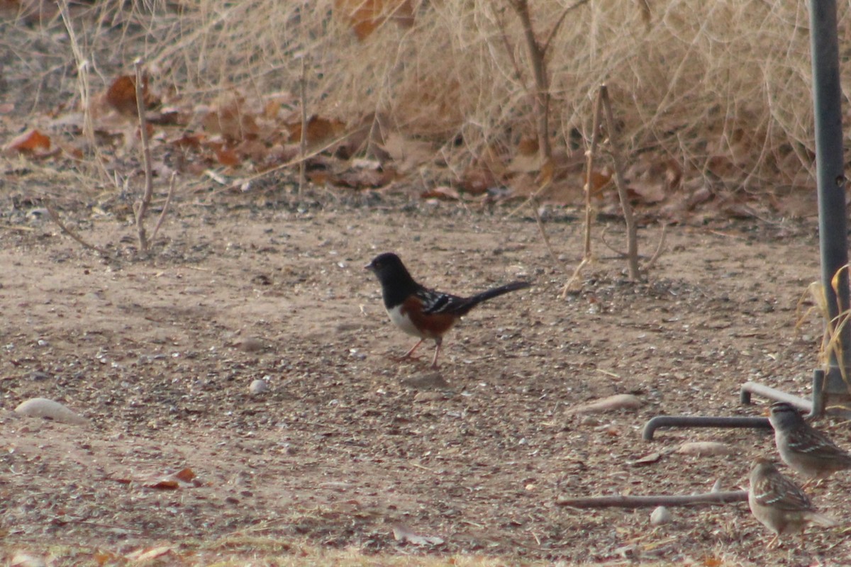 Spotted Towhee - ML647127082