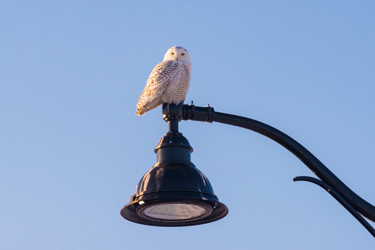 Snowy Owl - ML647127083