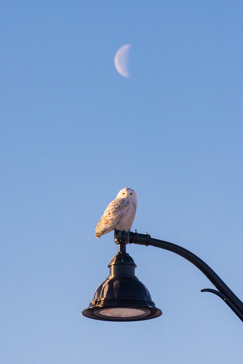 Snowy Owl - ML647127084