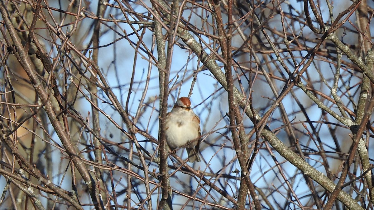 American Tree Sparrow - ML647127087