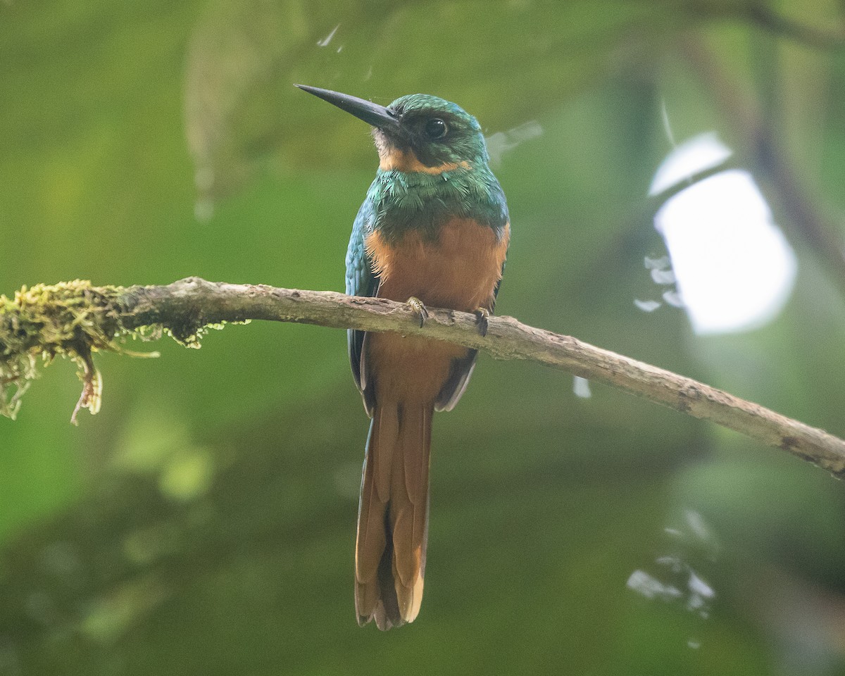 Rufous-tailed Jacamar - ML647127090