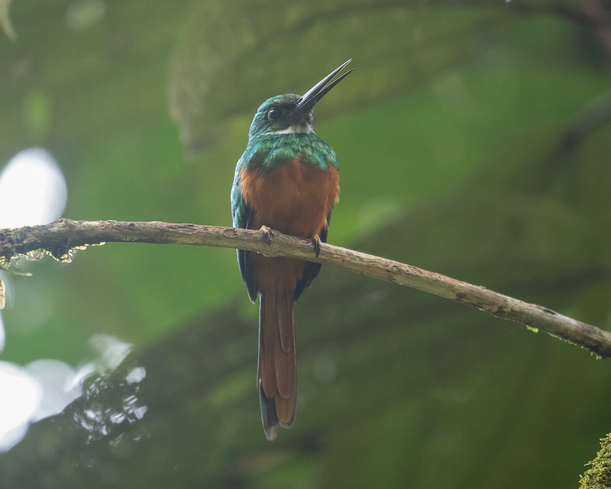 Rufous-tailed Jacamar - ML647127092