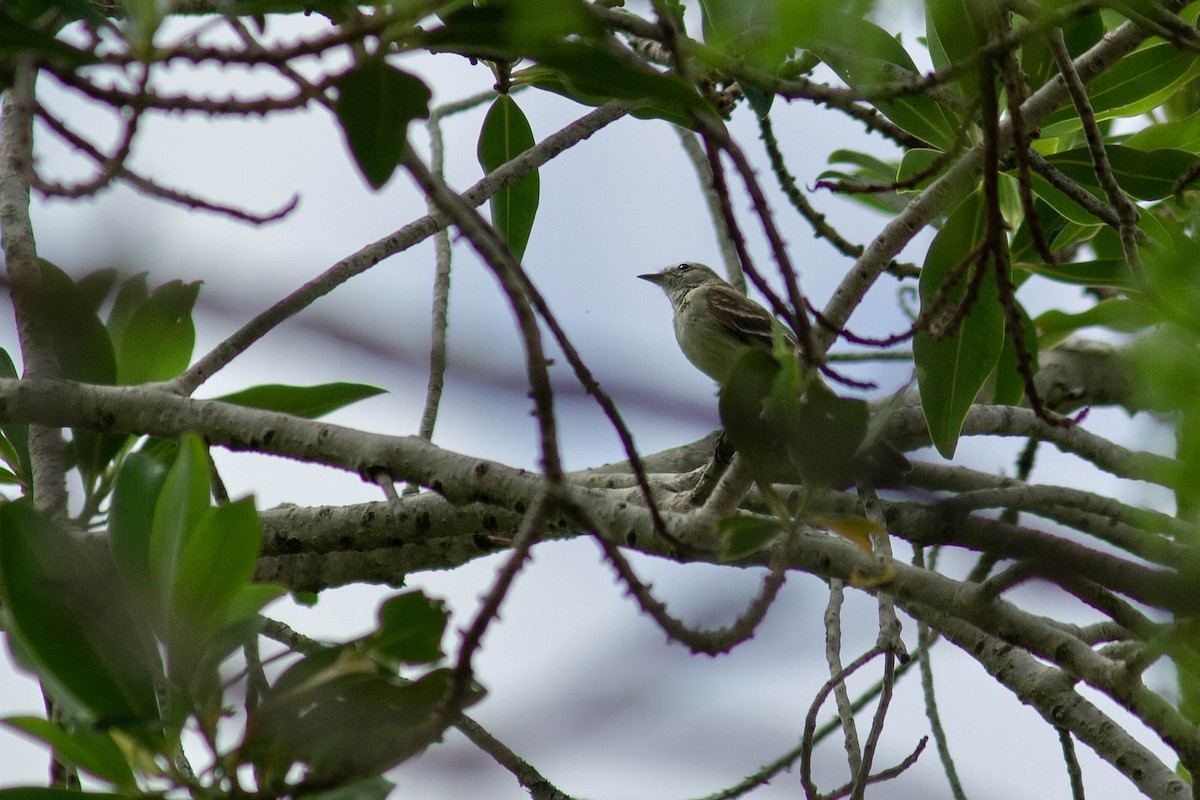 Mouse-colored Tyrannulet - ML647127093