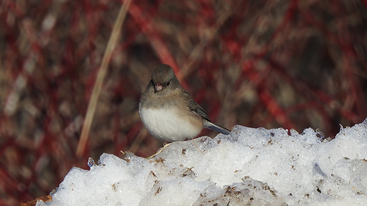 Dark-eyed Junco - ML647127097
