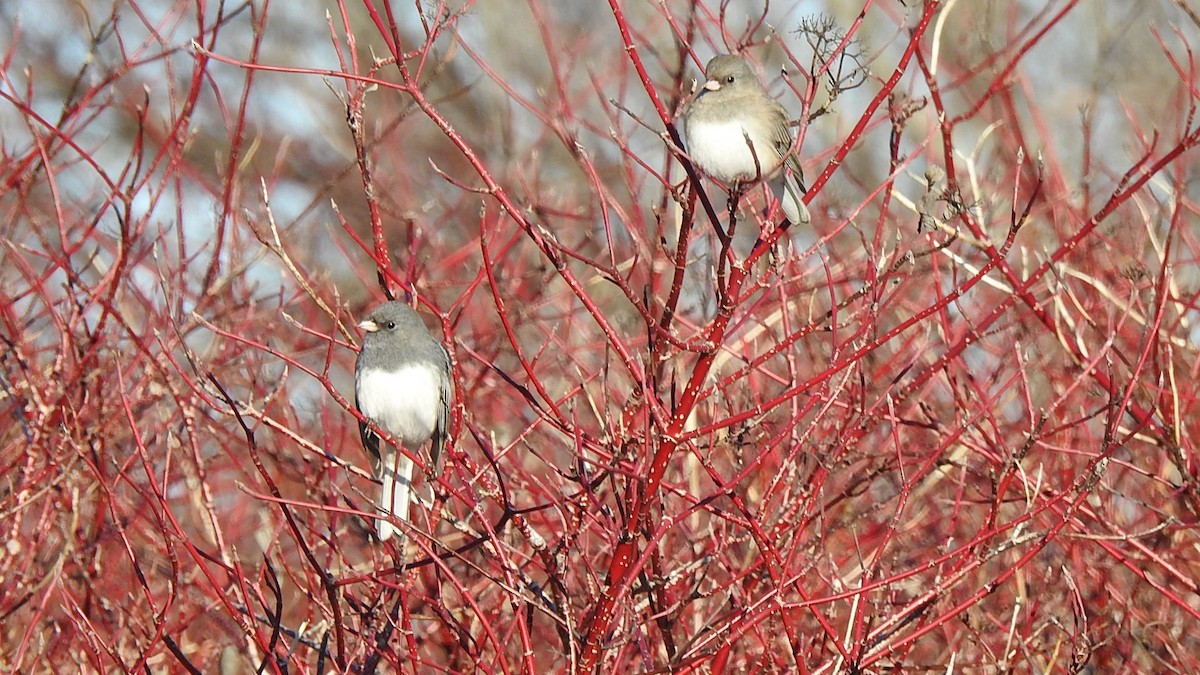 Dark-eyed Junco - ML647127098