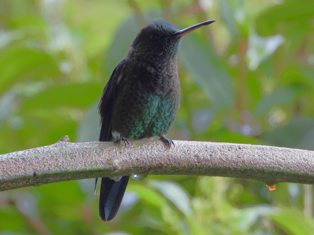 Amazilia Capiazul - ML647127099