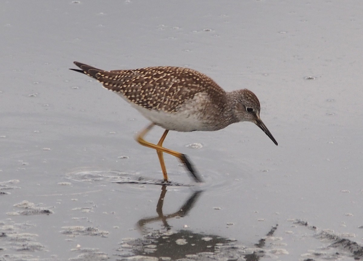 ביצנית צהובת-רגל - ML647127101