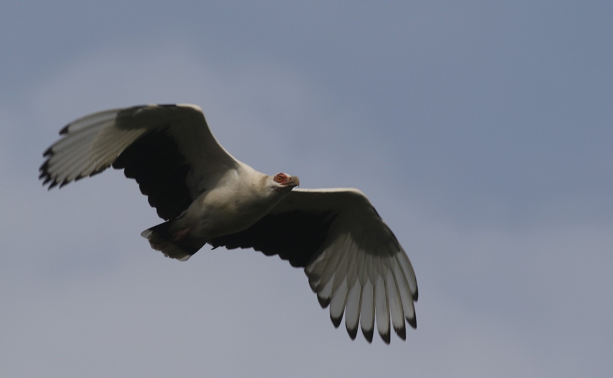 ヤシハゲワシ - ML647127102