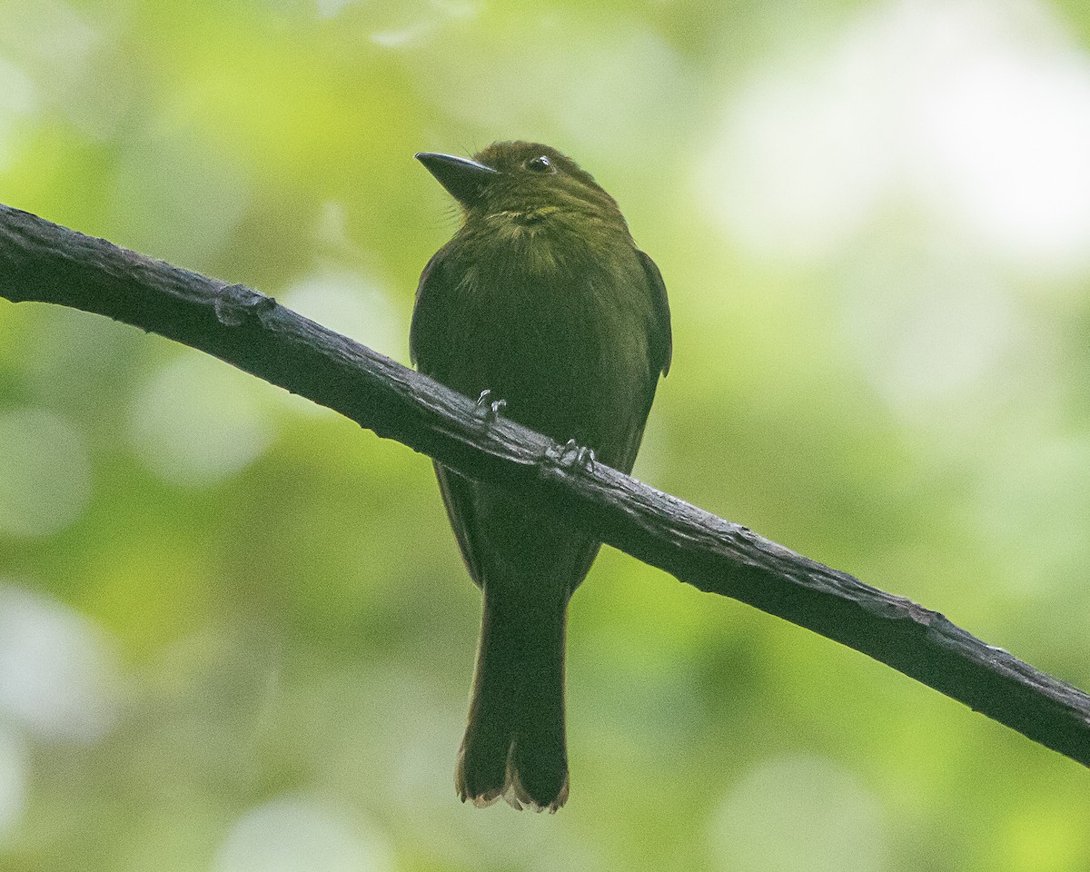 Sapayoa - ML647127103