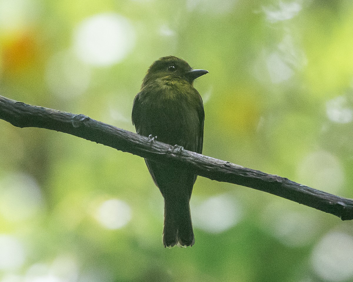 Sapayoa - ML647127104