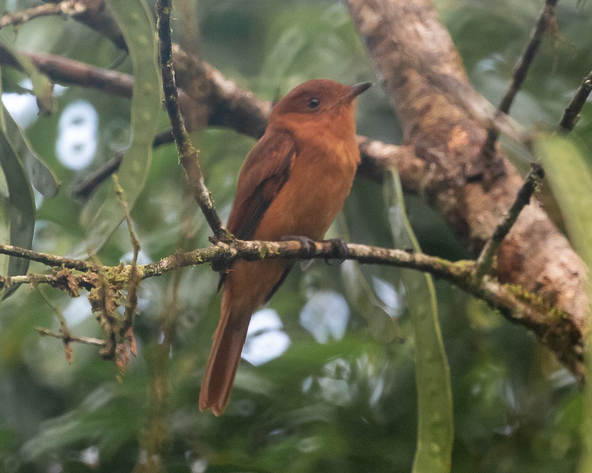 Rufous Mourner - ML647127116