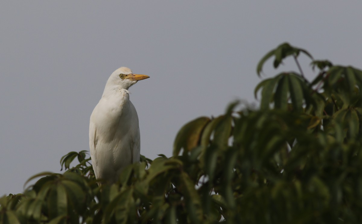 ニシアマサギ - ML647127117