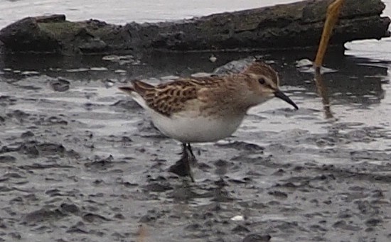 חופית זעירה - ML647127120