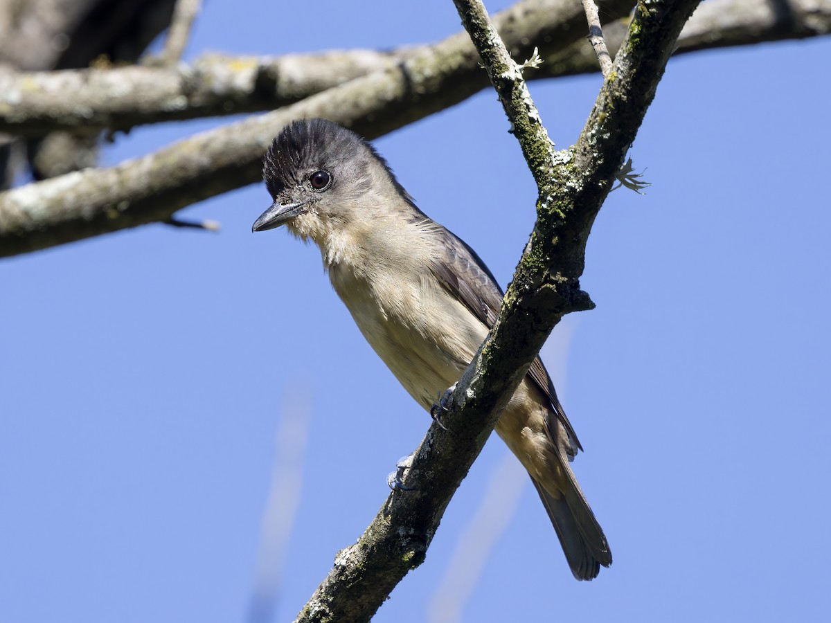 Crested Becard - ML647127135