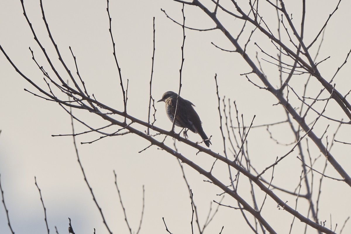 drozd rezavokřídlý - ML647127137