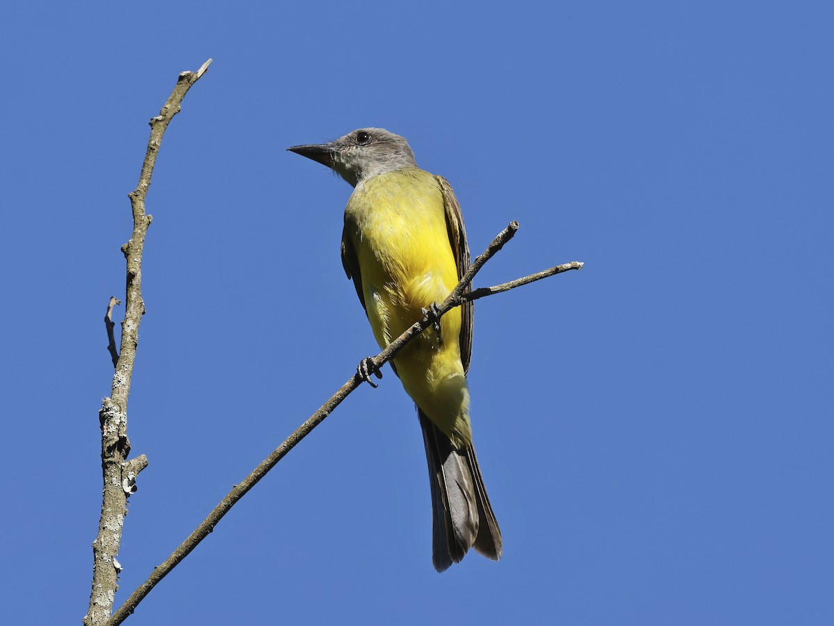 Tropical Kingbird - ML647127144
