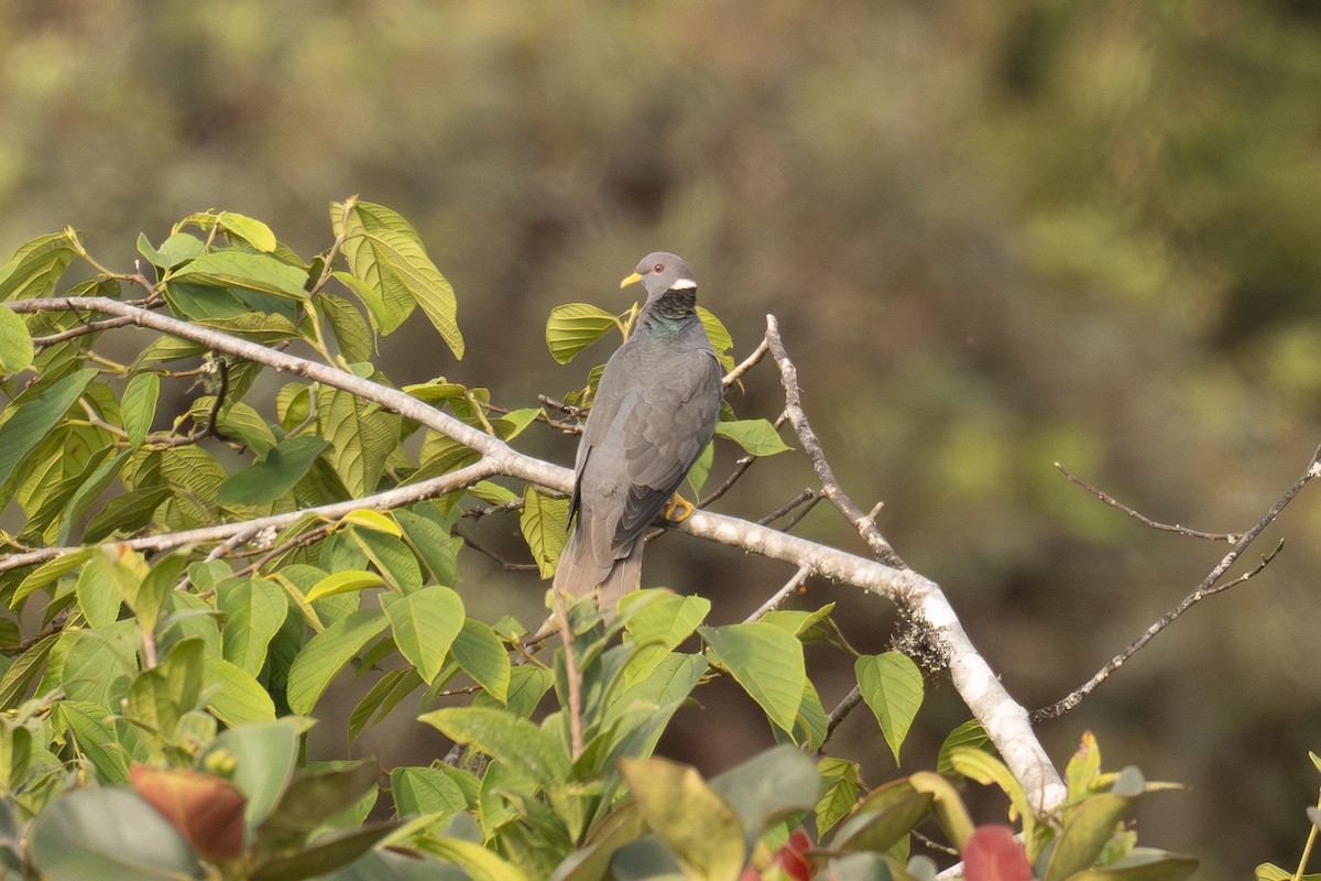 Band-tailed Pigeon - ML647127147