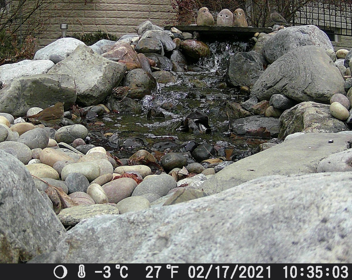 チャイロコツグミ - ML647127148