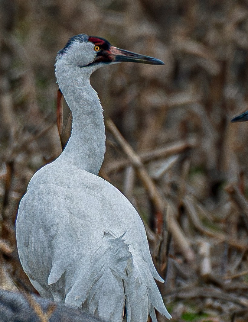 jeřáb americký - ML647127157