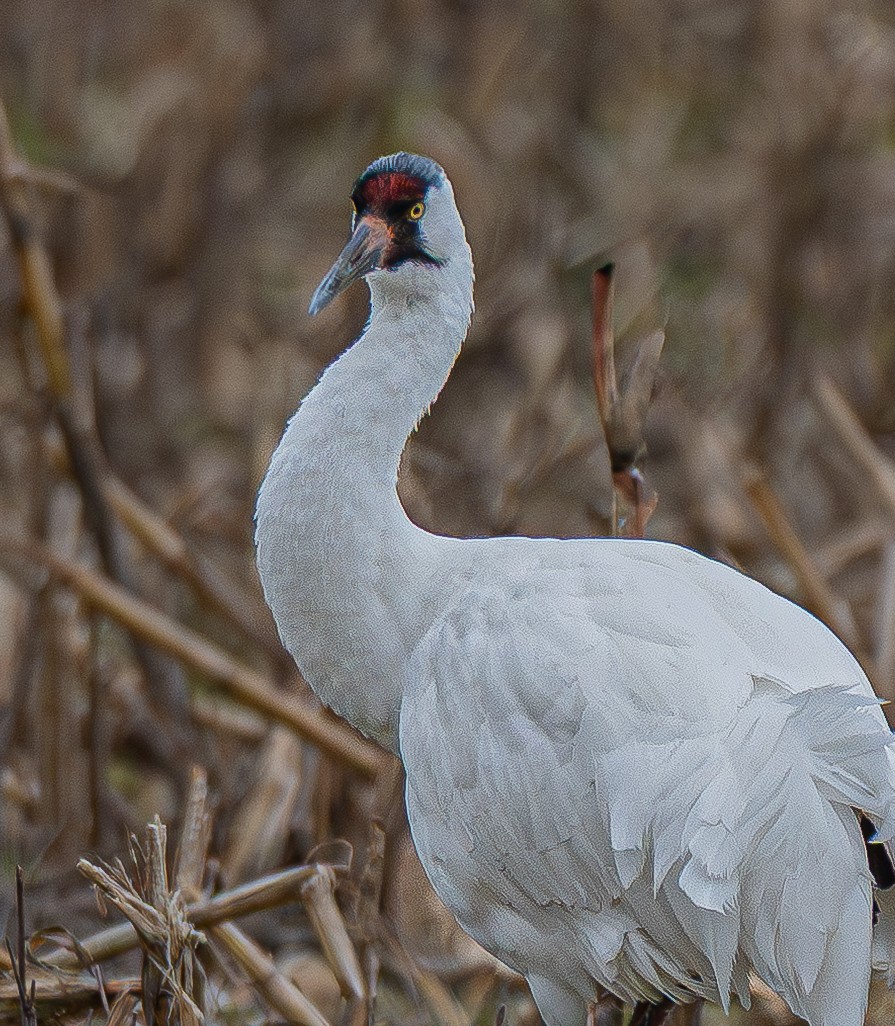 jeřáb americký - ML647127158