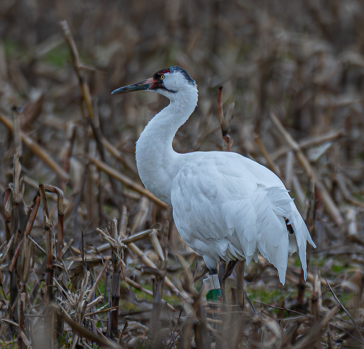 jeřáb americký - ML647127159