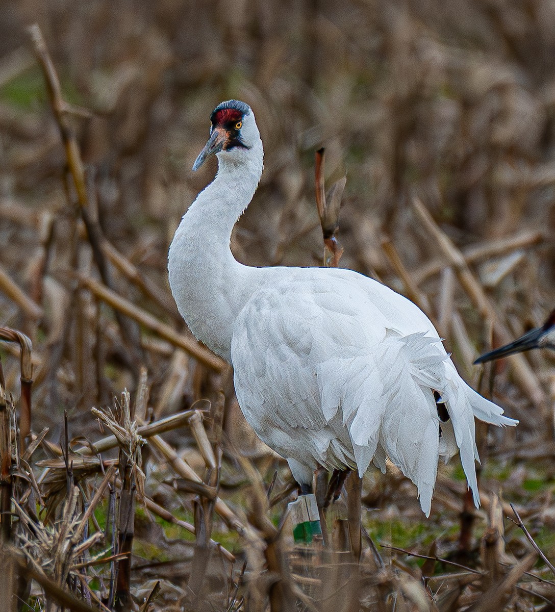 jeřáb americký - ML647127160