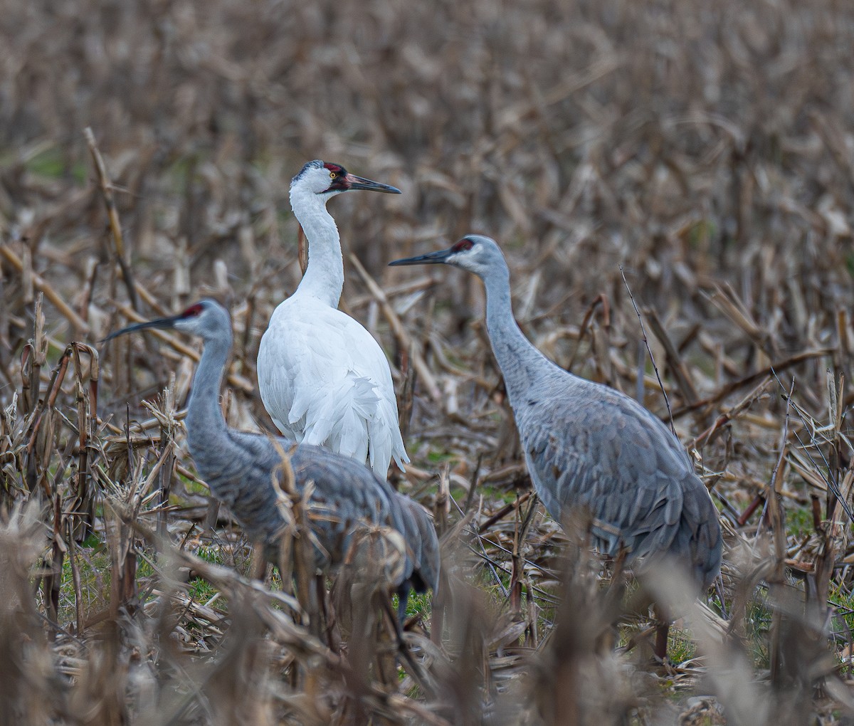jeřáb americký - ML647127161