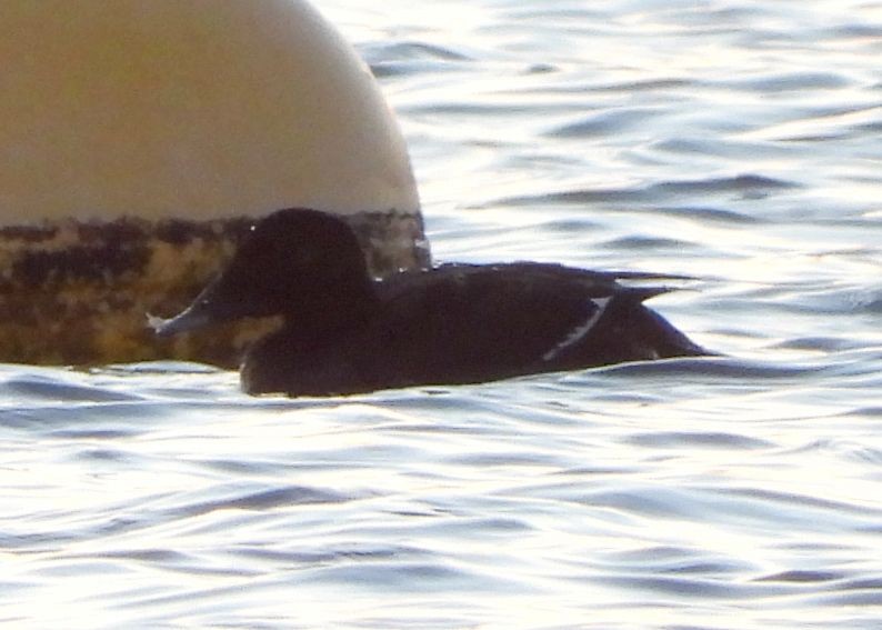 sibirsjøorre - ML647127162