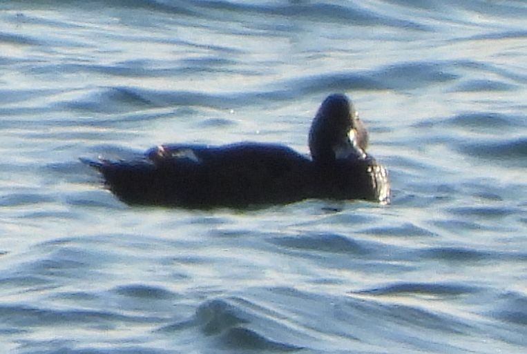 sibirsjøorre - ML647127163