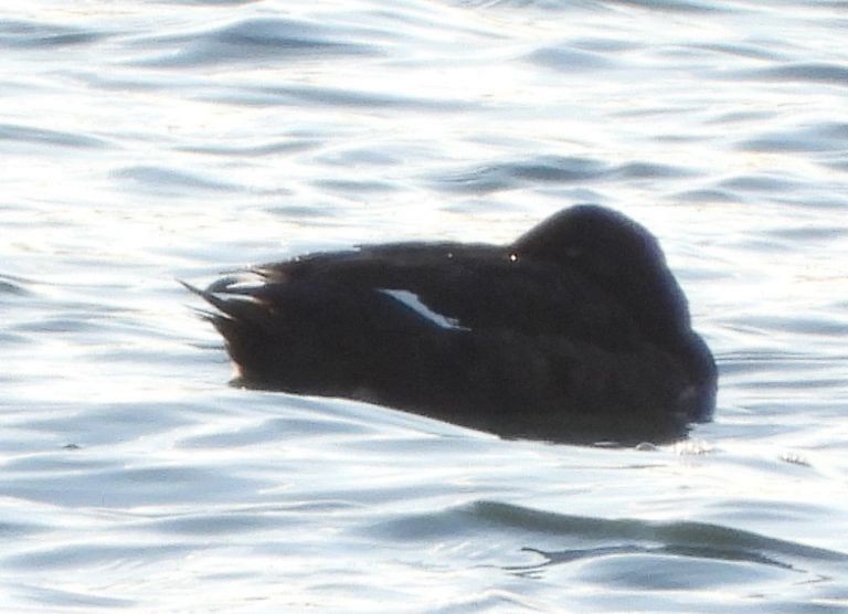 sibirsjøorre - ML647127164