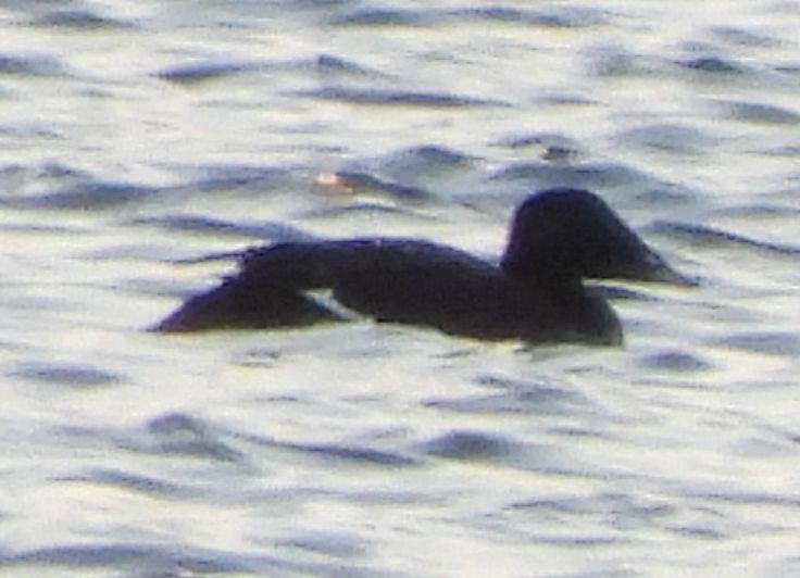 sibirsjøorre - ML647127167